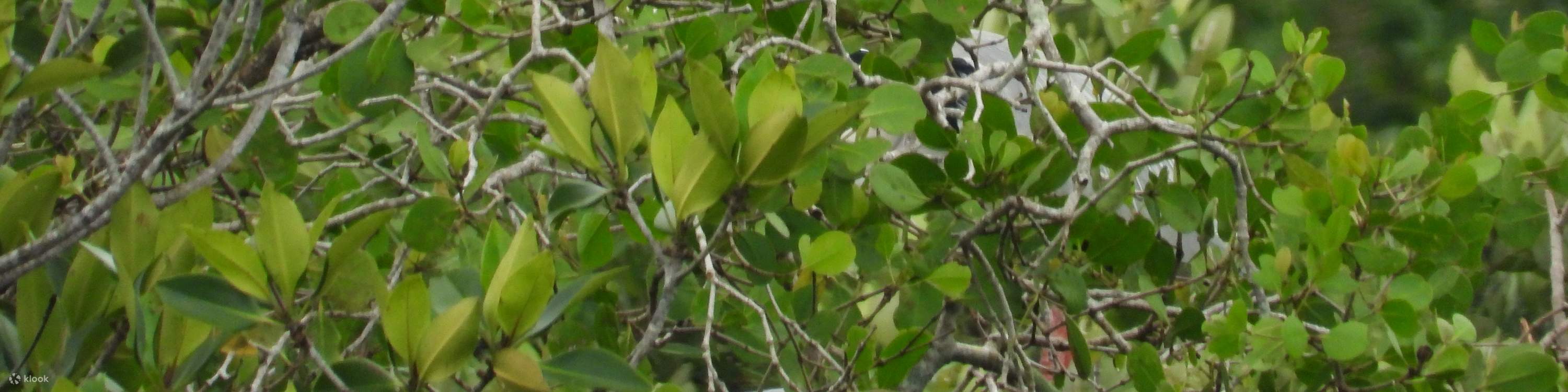 Aventura en kayak por el río con traslado dentro de Desaru - Johor