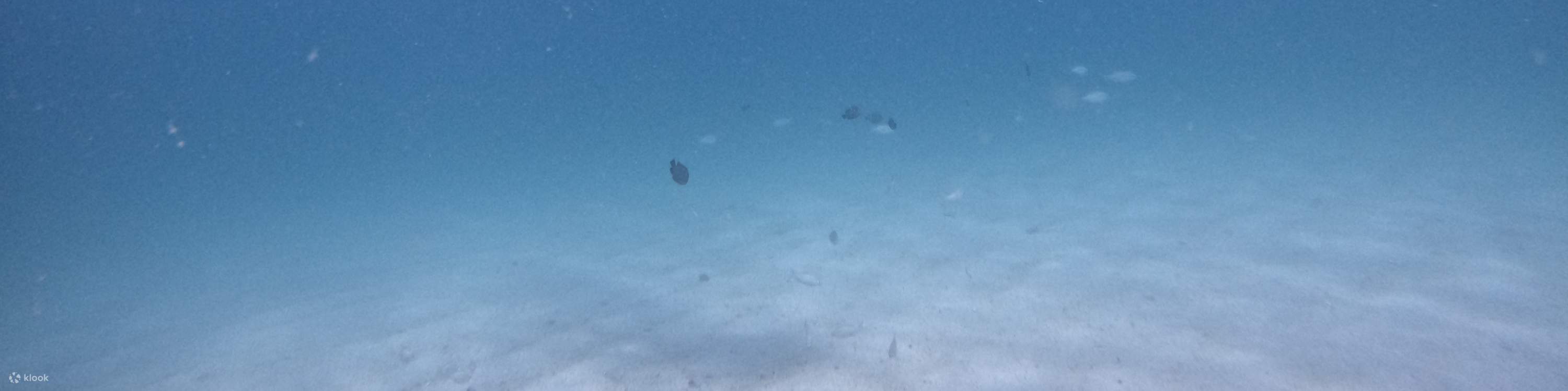 ドバイ発：スキューバダイビング＆シュノーケリング（BBQランチ付き）