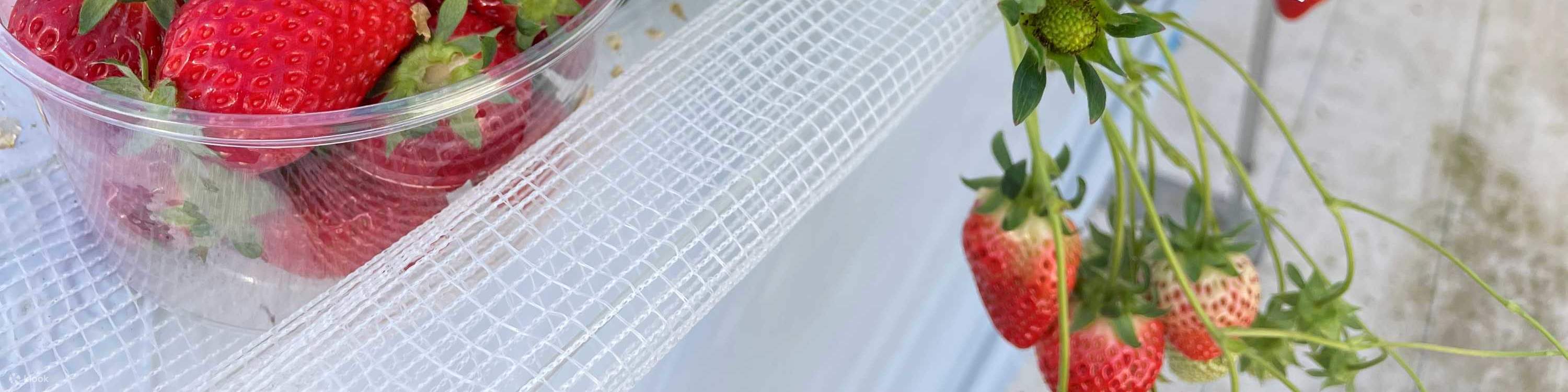 ประสบการณ์เก็บและเปรียบเทียบรสชาติสตรอว์เบอร์รีในฤดูหนาว (บริเวณใกล้เคียงซัปโปโร)