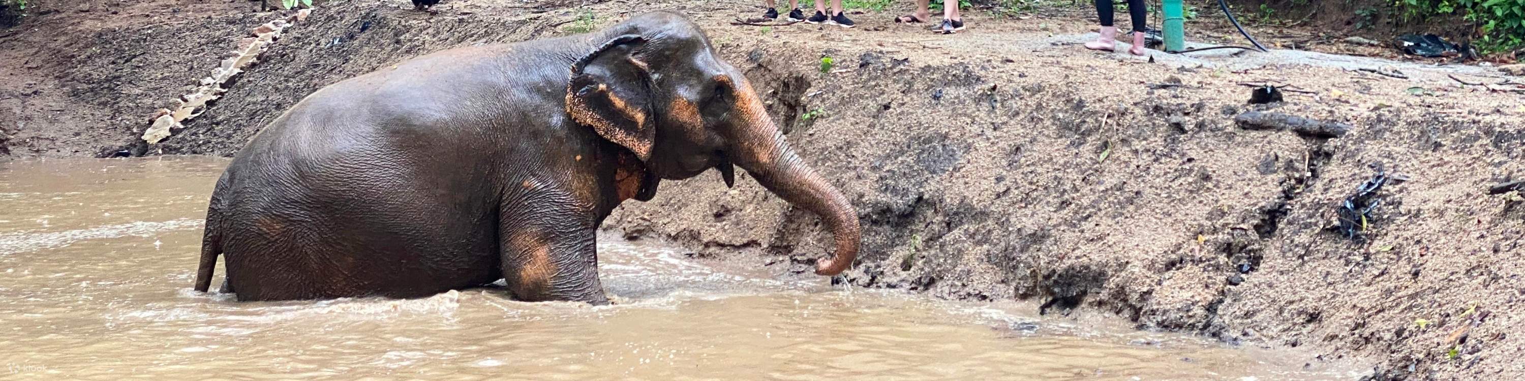 泥スパを楽しむゾウ