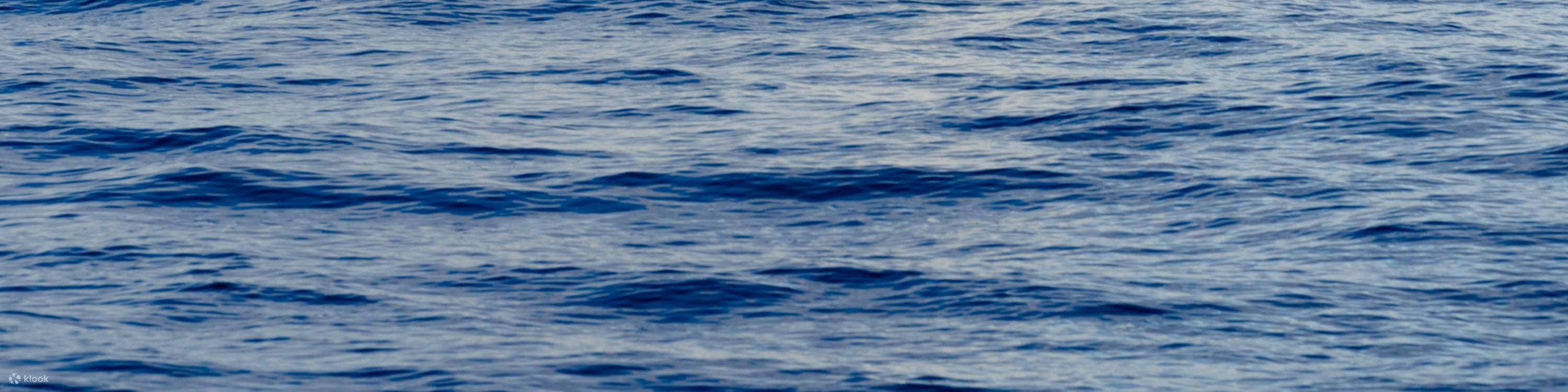 Salpicaduras de agua y marcas de ondas insinúan la presencia de una ballena cerca