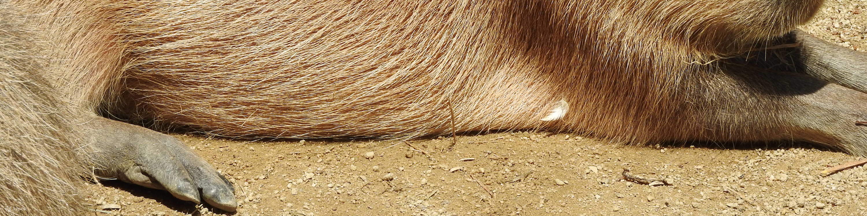 Tiket Hybrid Leisure Land Tobu Zoo Tokyo 