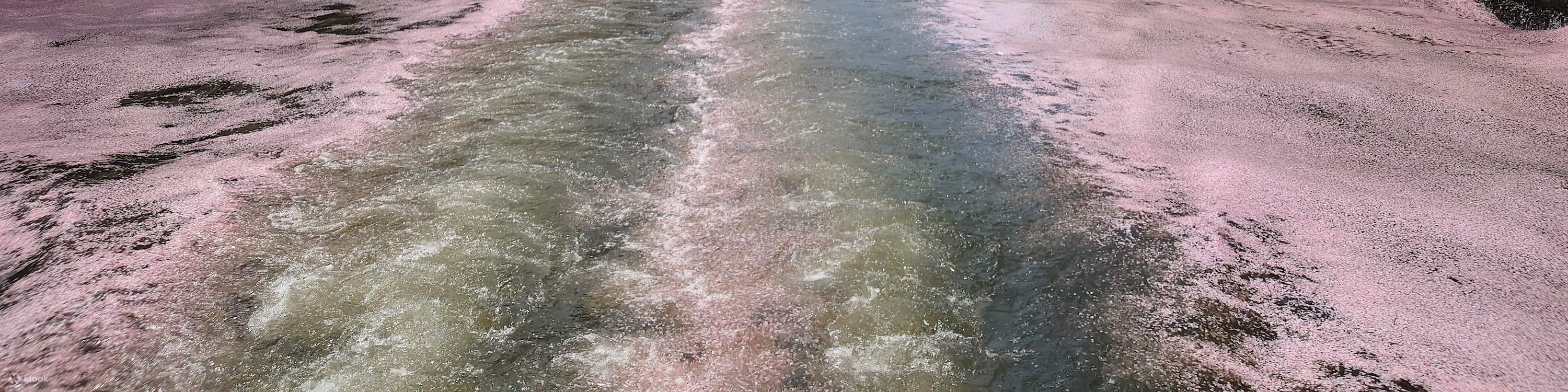 Tokyo Meguro River Cherry Blossom Viewing Cruise