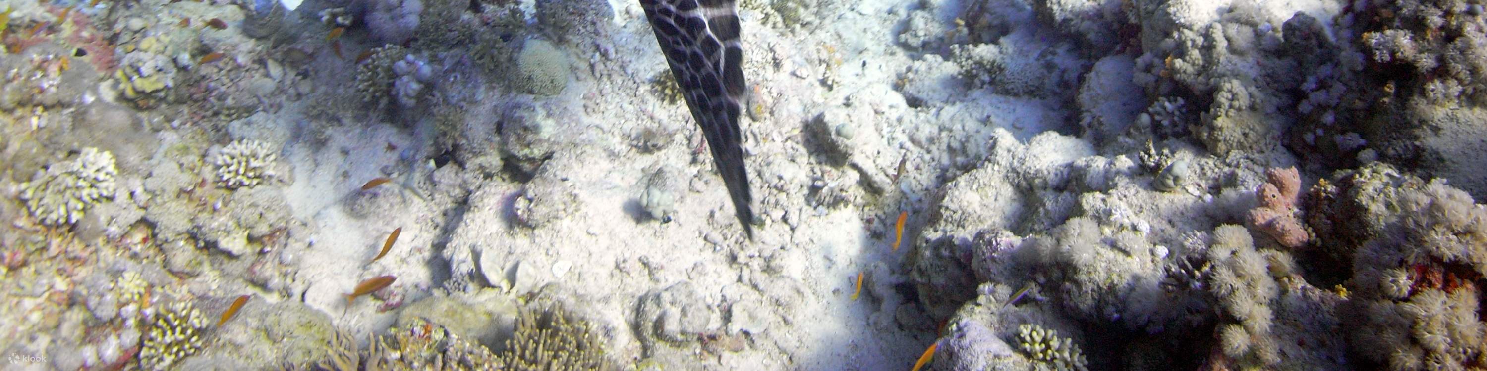 Vivi in prima persona le meraviglie delle immersioni subacquee: il corso DSD di Cebu è una porta d'accesso a una vita di esplorazioni subacquee.