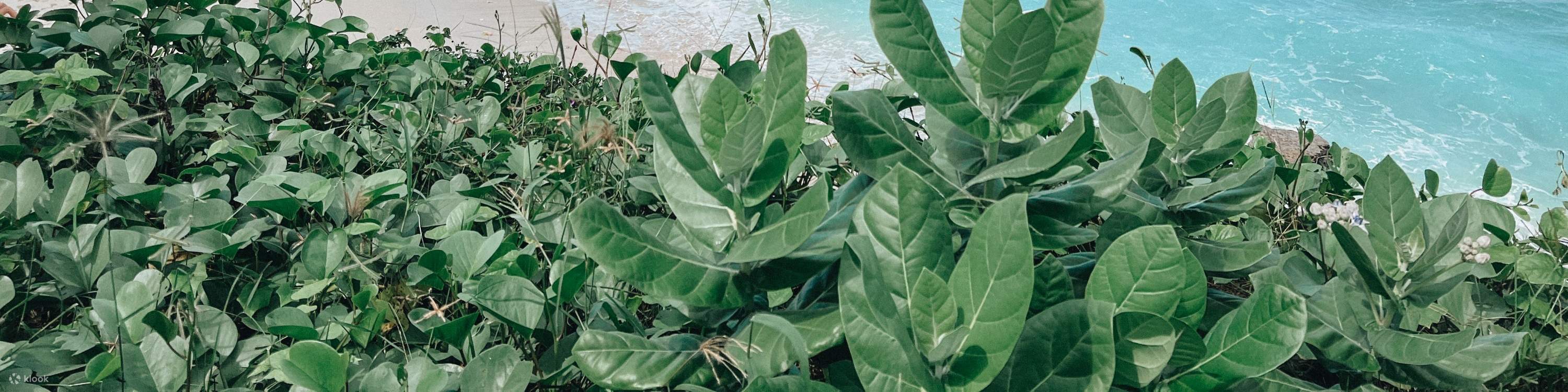 藍夢島活動浮潛點