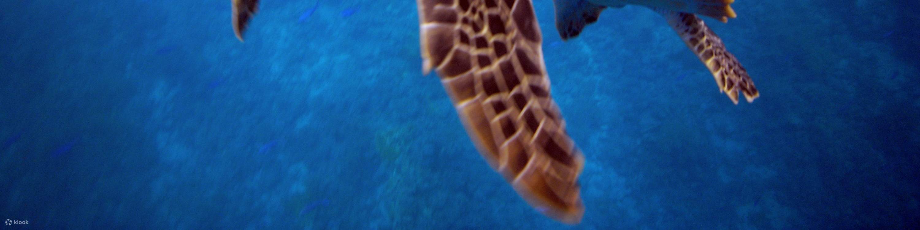 参加高级课程，沉浸在亚庇多样化的海洋生态系统中，在那里，每一次转弯都可能与雄伟的海洋生物不期而遇