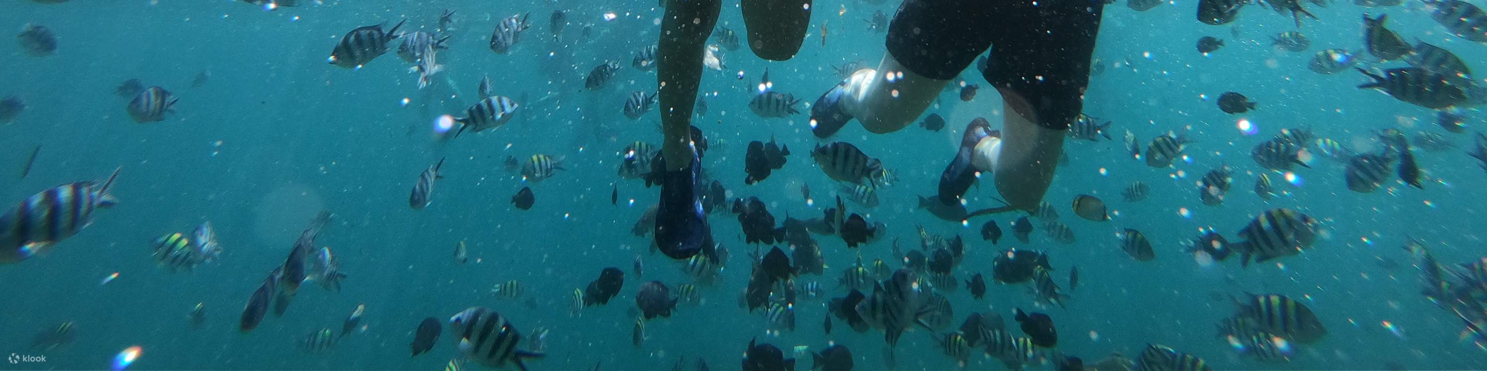 Turtle Island, Glass Bottom Boat, Mangrove Cruise by JTB Indonesia