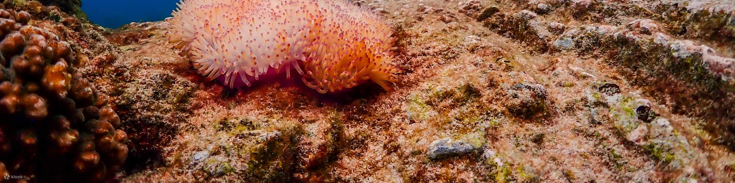 Esperienza all'Isola di Nemo con Foto con Drone e Pranzo