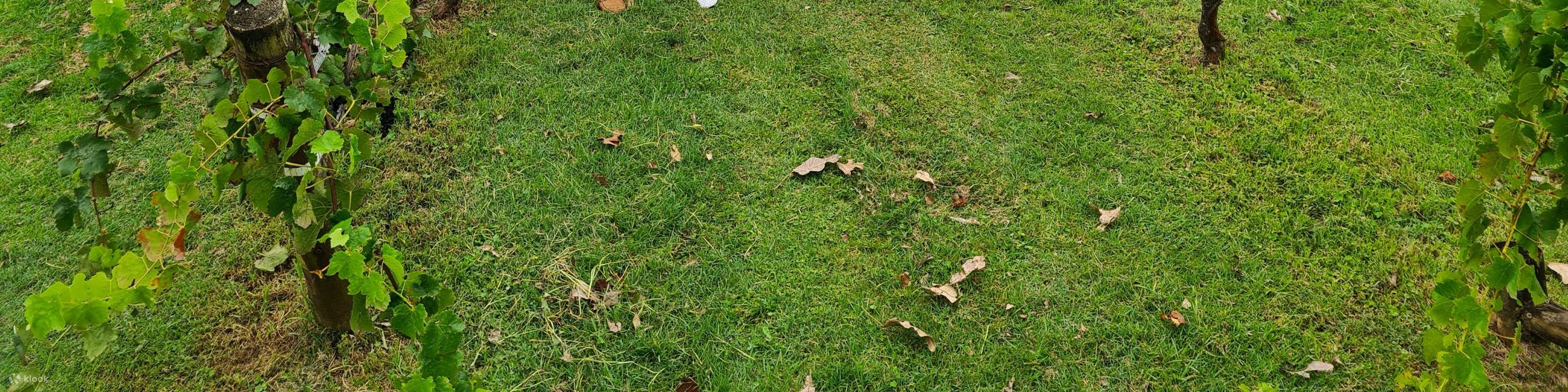 Lawatan Merasai Keju dan Wain Hinterland di Sunshine Coast