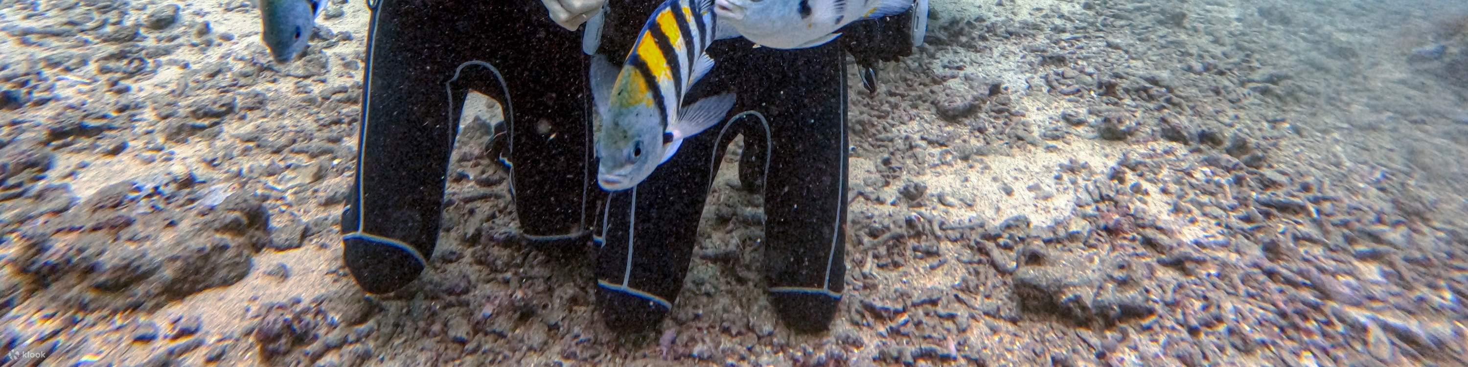 Menyelam di Teluk Green Island