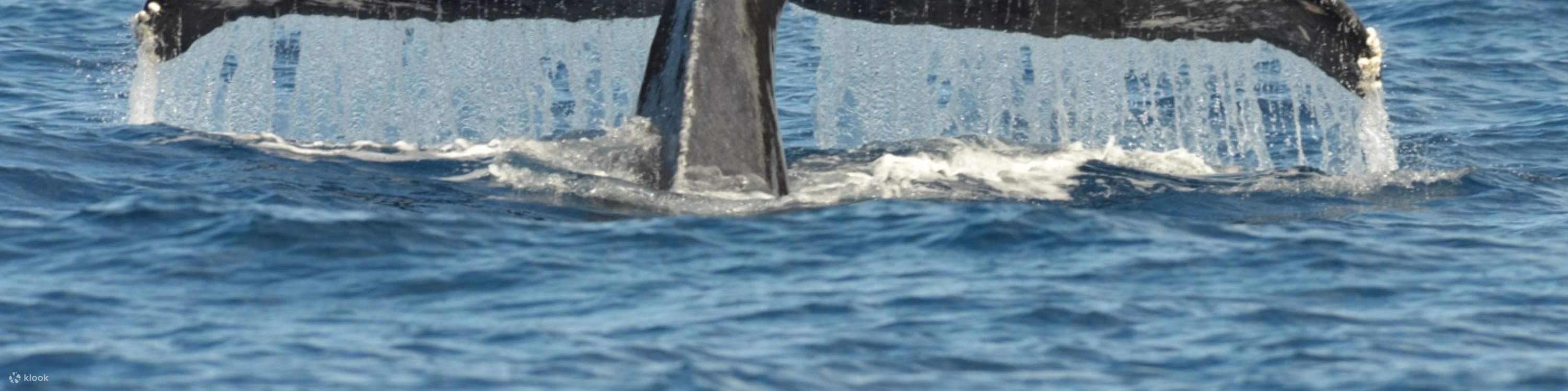 La cola de una ballena jorobada se eleva sobre el agua, creando una vista impresionante