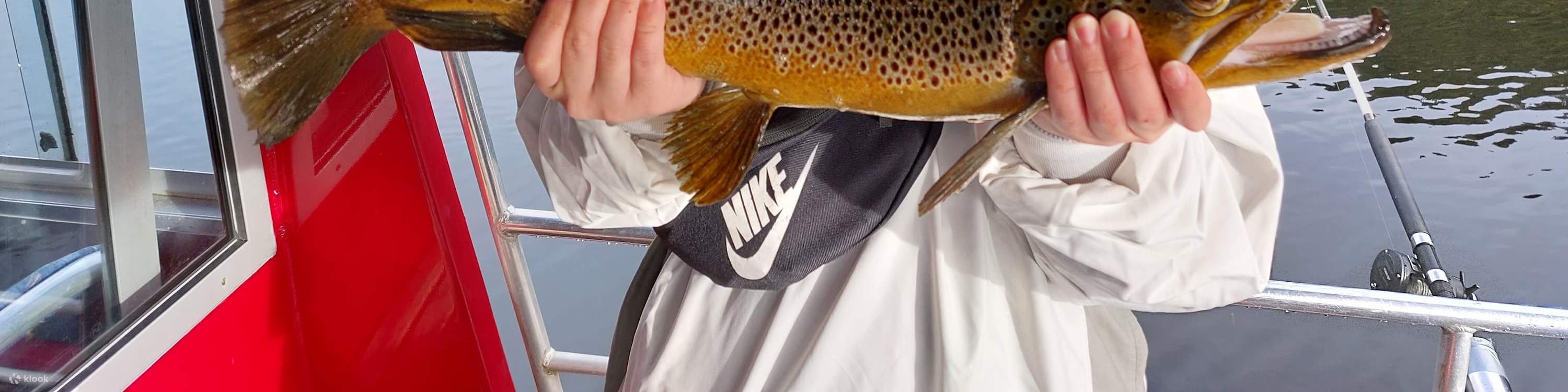 Ikan trout cokelat di Lake Mapourika