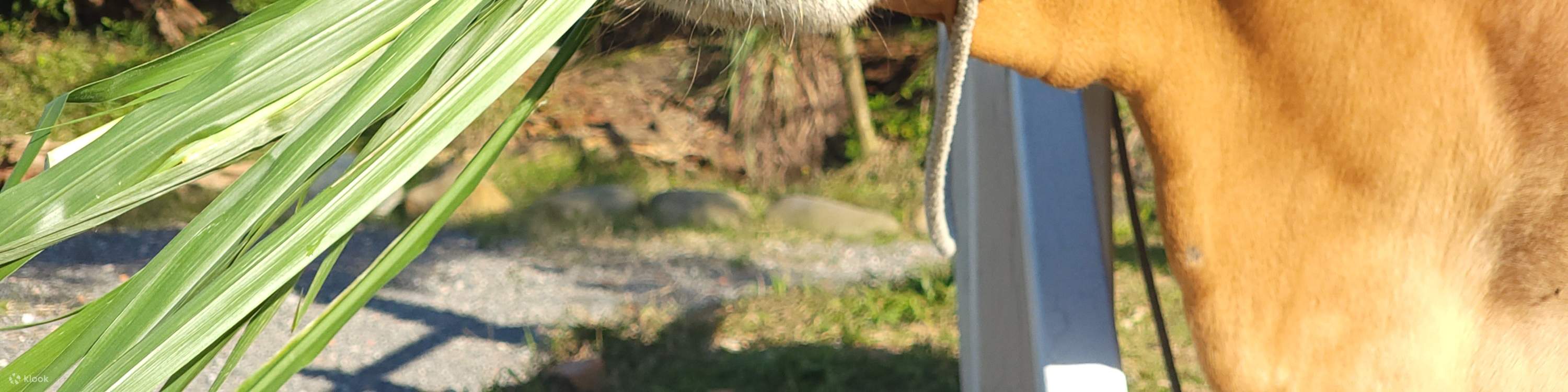 Niu Tou Si Family Farm