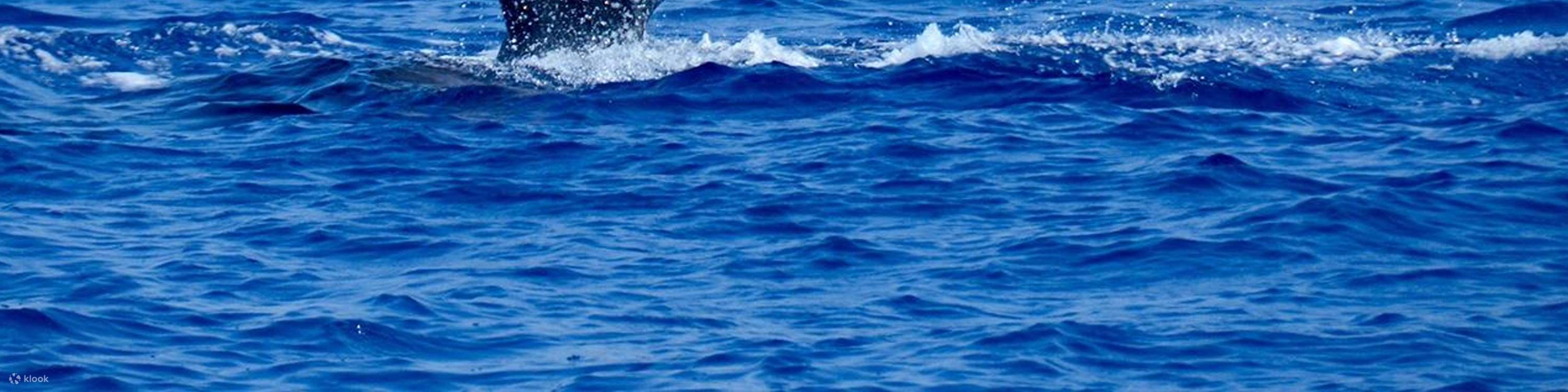 Maestosa coda di balena che spruzza mentre una megattera si immerge durante la stagione delle balene al largo di Kona