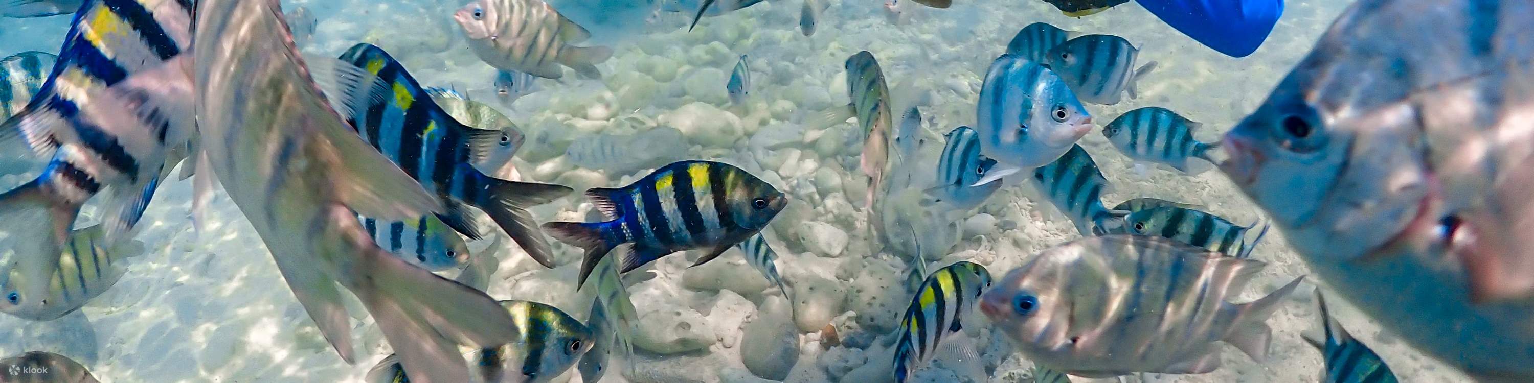 Esperienza all'Isola di Nemo con Foto con Drone e Pranzo