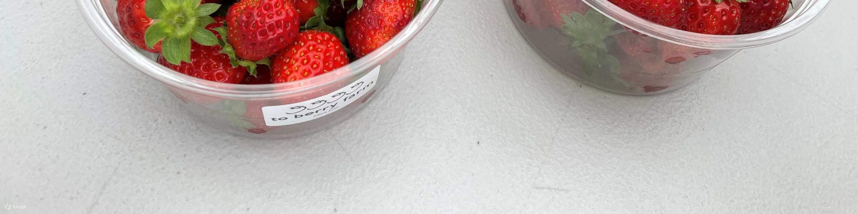 ประสบการณ์เก็บและเปรียบเทียบรสชาติสตรอว์เบอร์รีในฤดูหนาว (บริเวณใกล้เคียงซัปโปโร)