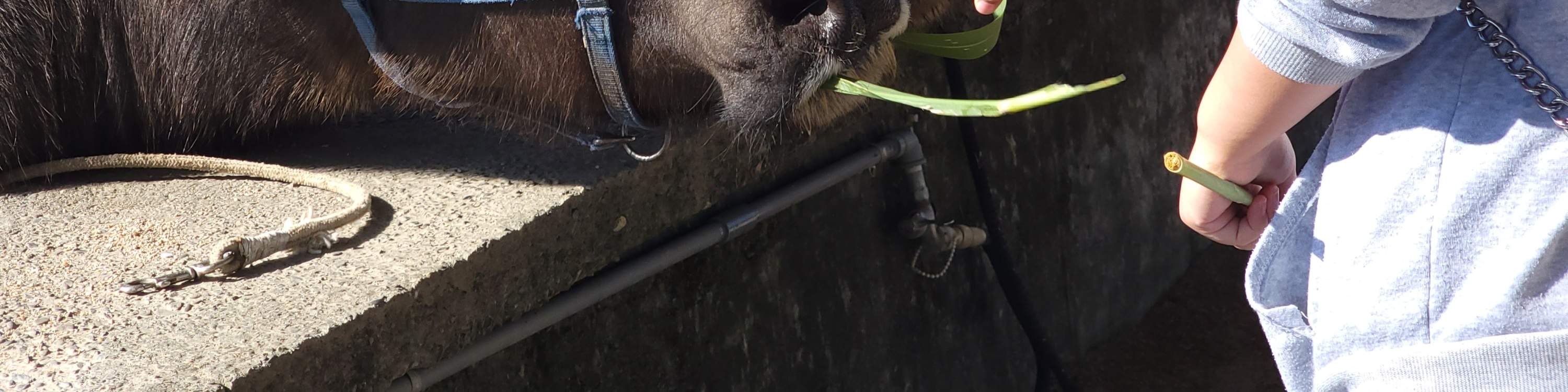 Niu Tou Si Family Farm