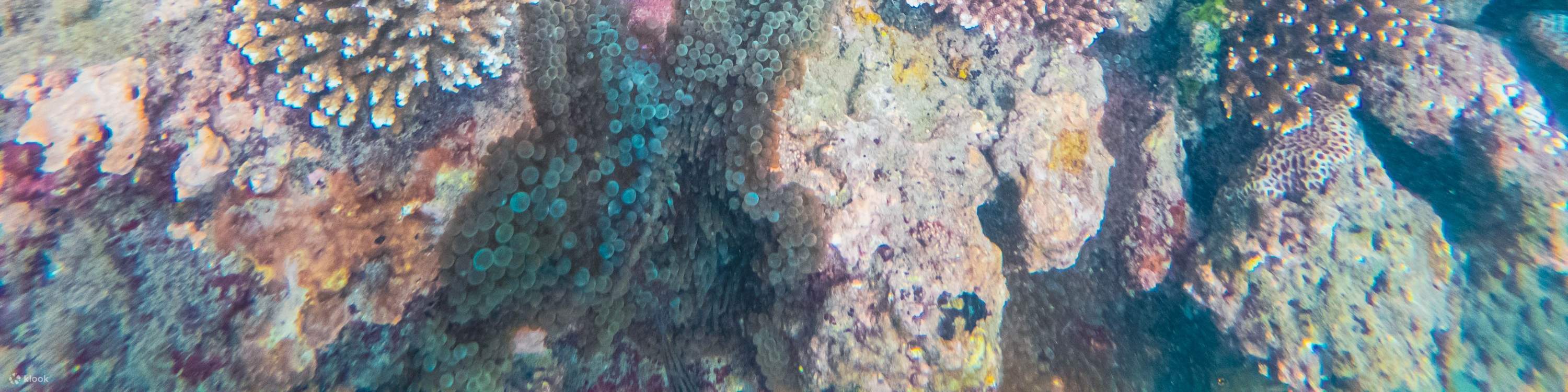 Turtle Island, Glass Bottom Boat, Mangrove Cruise by JTB Indonesia