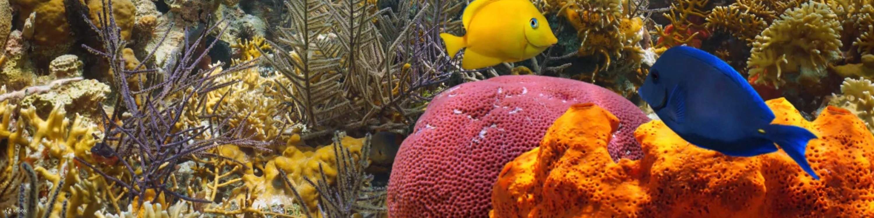 在充滿五彩繽紛熱帶魚和海洋生物的珊瑚礁中浮潛