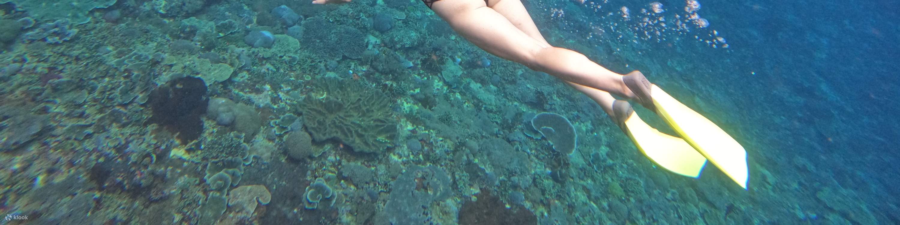 與魚兒一同浮潛