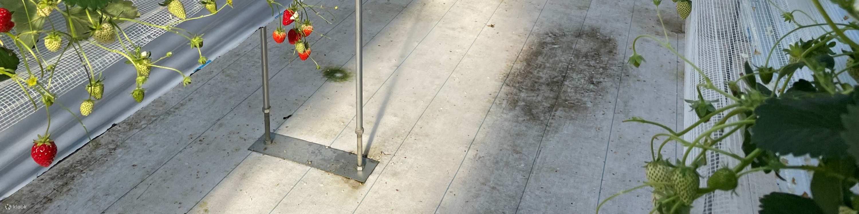 ประสบการณ์เก็บและเปรียบเทียบรสชาติสตรอว์เบอร์รีในฤดูหนาว (บริเวณใกล้เคียงซัปโปโร)