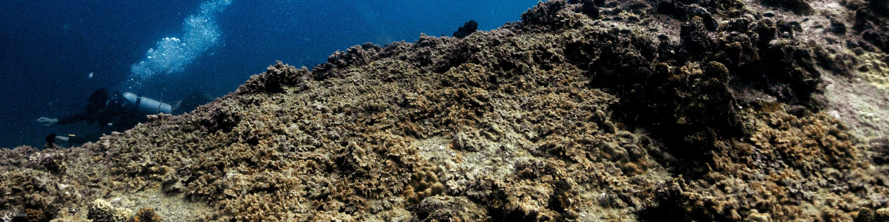 Pengalaman Kursus Air Terbuka di Koh Tao