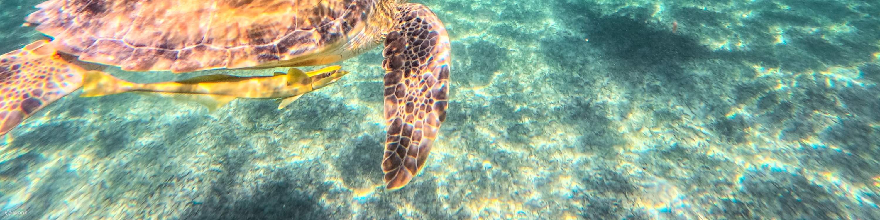 Tulum & Coba Maya Ruins Tour dengan Berenang di Cenote & Snorkel di Meksiko