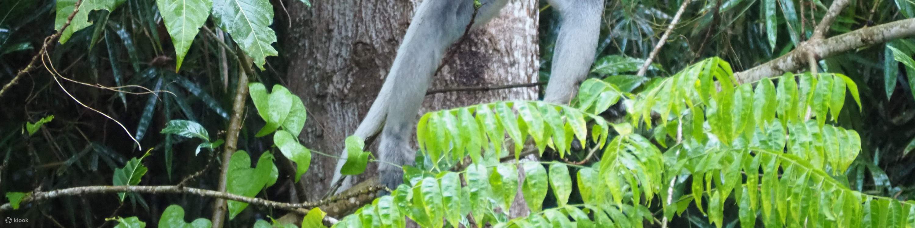 ボルネオ文化村＋ビンスルック川クルーズ コンボ日帰りツアー
