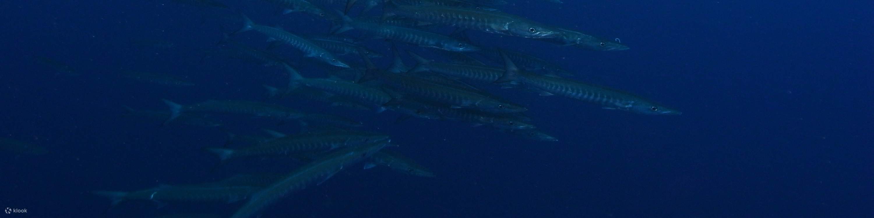 Dari aktiviti lompat pulau hingga menyelam di tengah-tengah terumbu karang yang berwarna-warni, Tunku Abdul Rahman Park menawarkan percutian sehari suntuk ke firdaus.