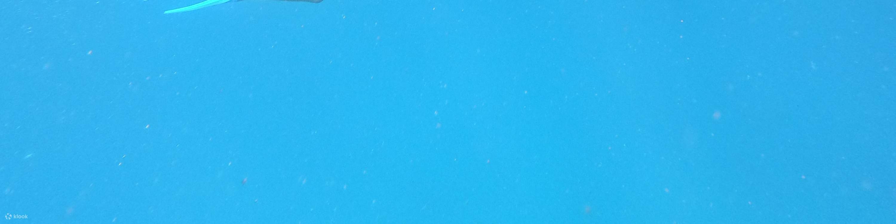 Puntos de esnórquel de Lembongan Activity