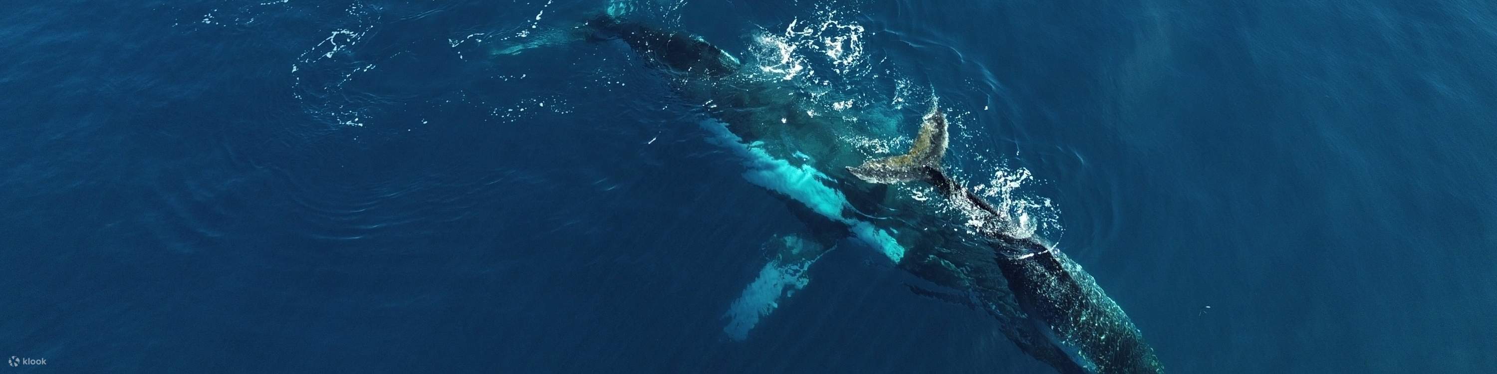 瑪格麗特河＆巴瑟爾頓＆戴士柏賞鯨遊船之旅