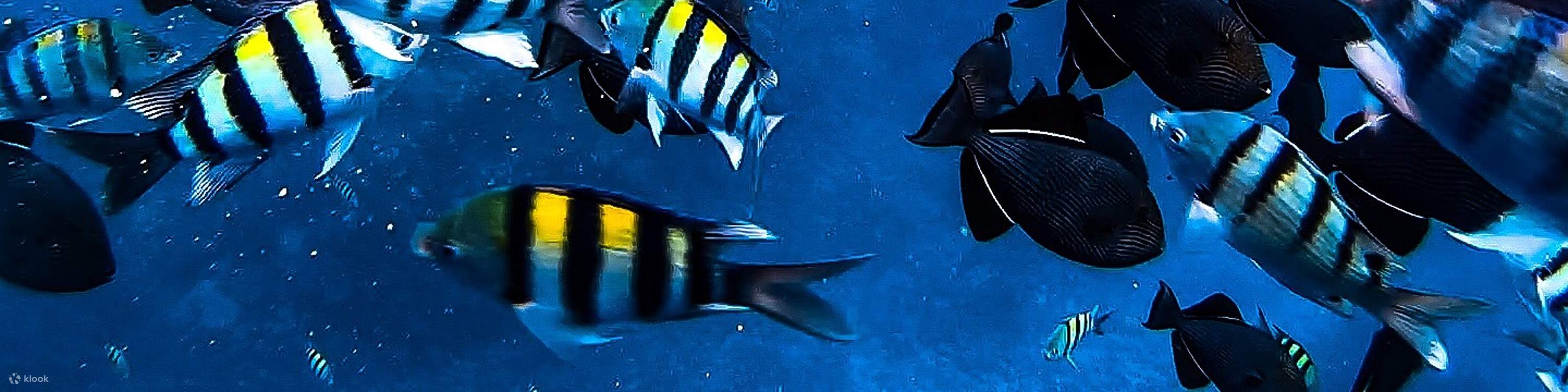 Gruppo di pesci tropicali che nuotano in colorati banchi intorno alla barriera corallina