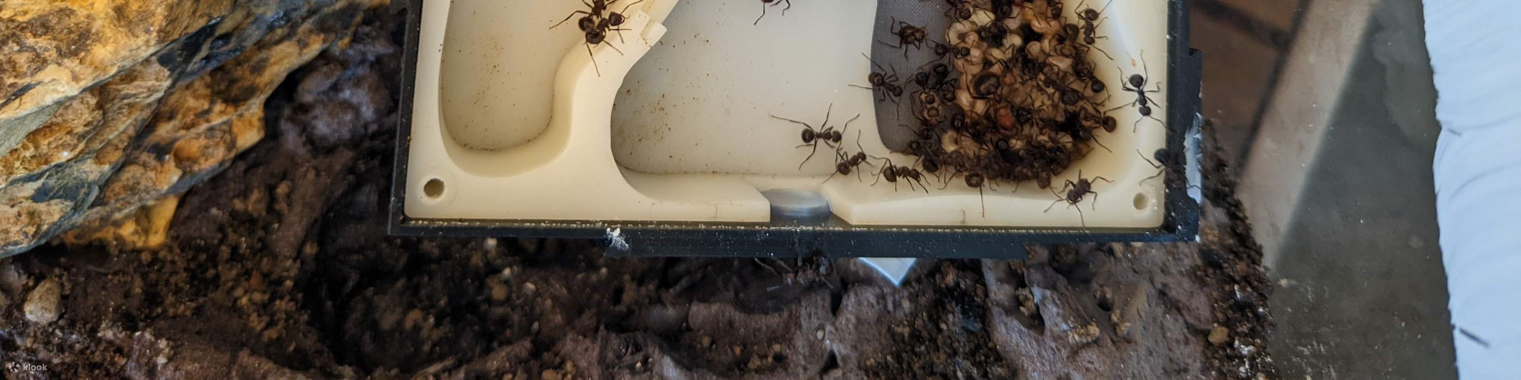 Ant Experience Singapur