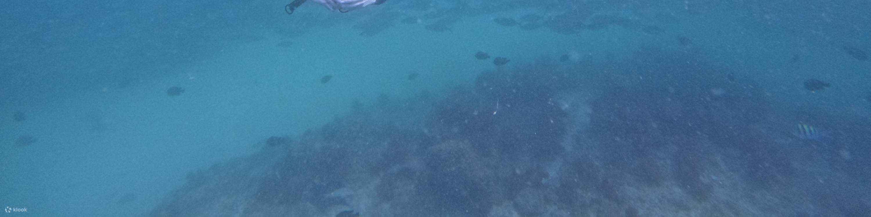 ドバイ発：スキューバダイビング＆シュノーケリング（BBQランチ付き）