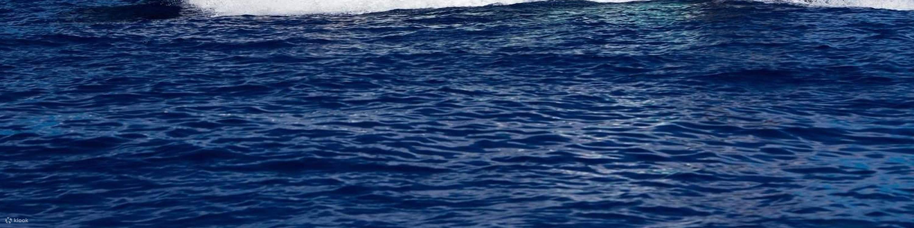 Spirit of Aloha catamaran sailing along the stunning Kona coastline under blue skies