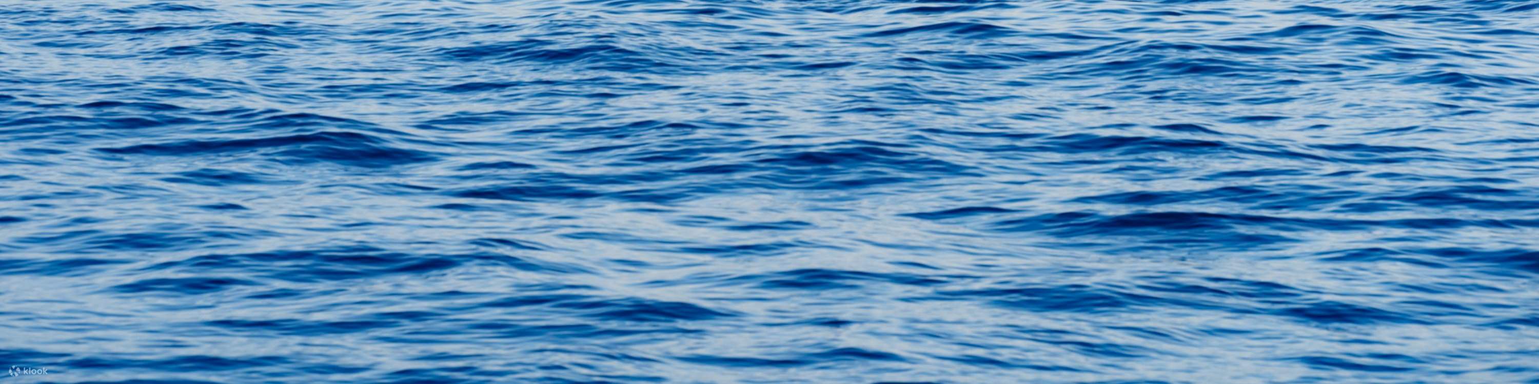 La cola de la ballena se eleva con gracia antes de desaparecer en el profundo mar azul.