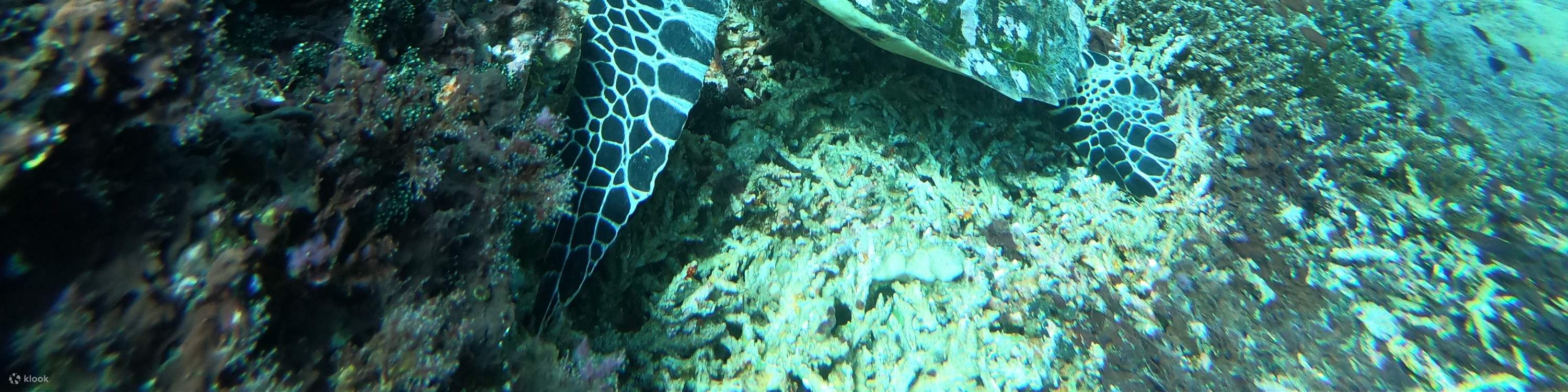 藍夢島活動浮潛點