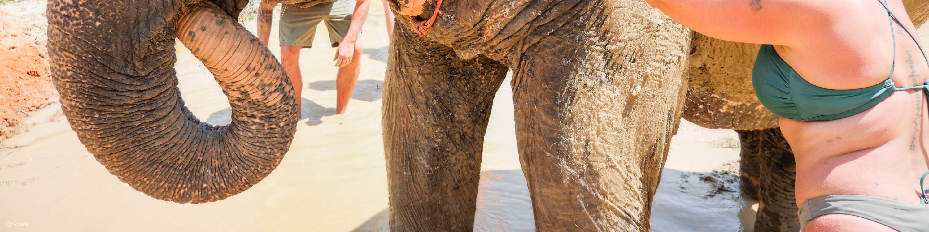 ゾウの行動について学ぶ