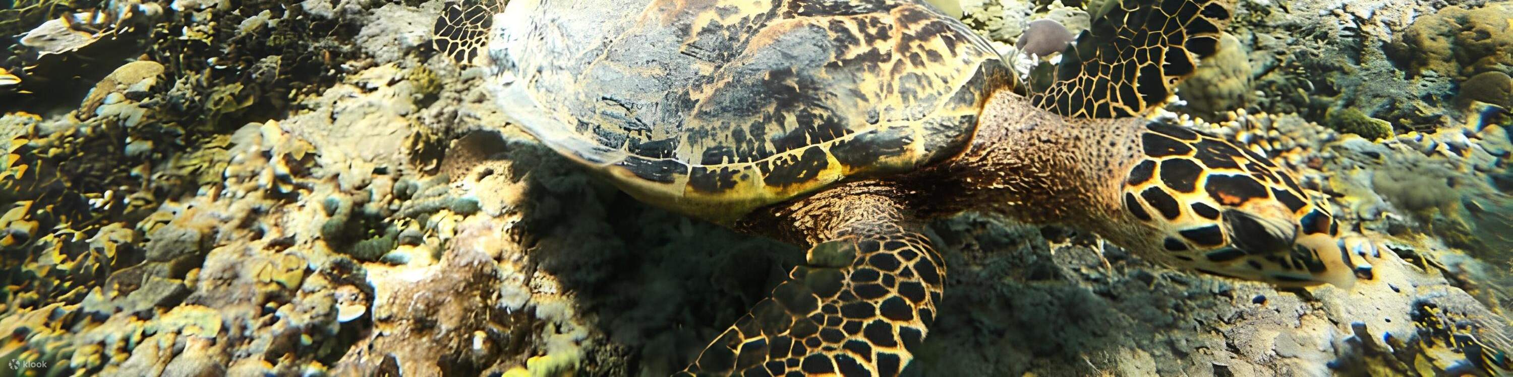 Schnorcheln mit Schildkröten