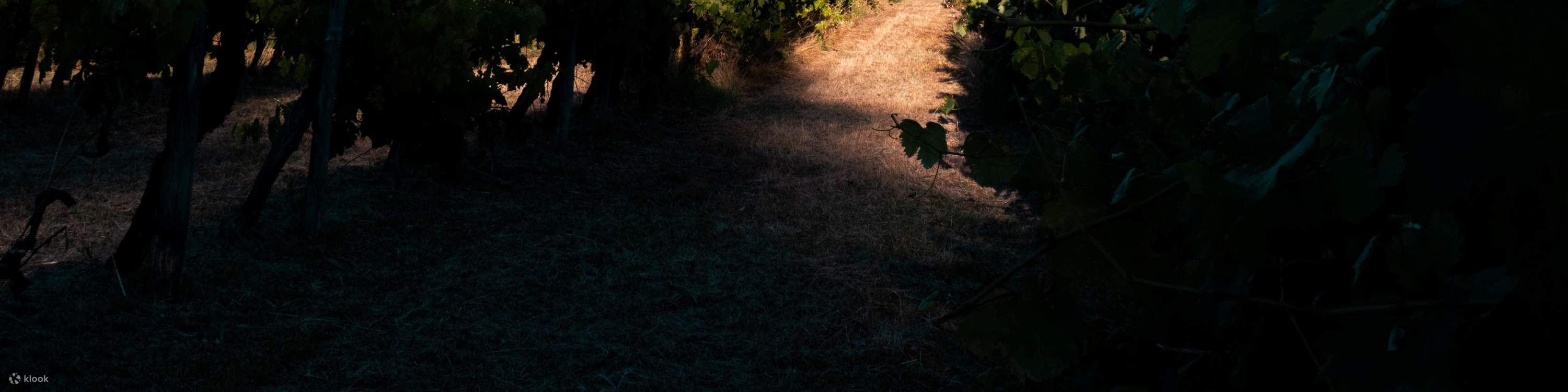 คลาสทำอาหารสเกียชชาตาอัลโอลิโอและชิมไวน์