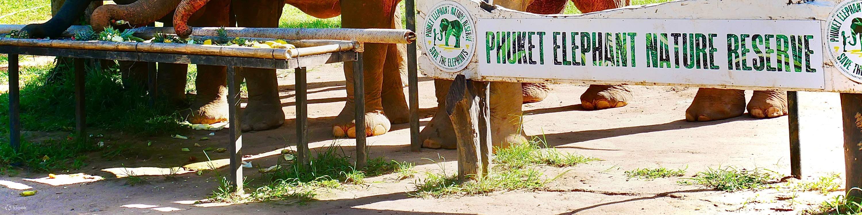 Phuket, cura degli elefanti