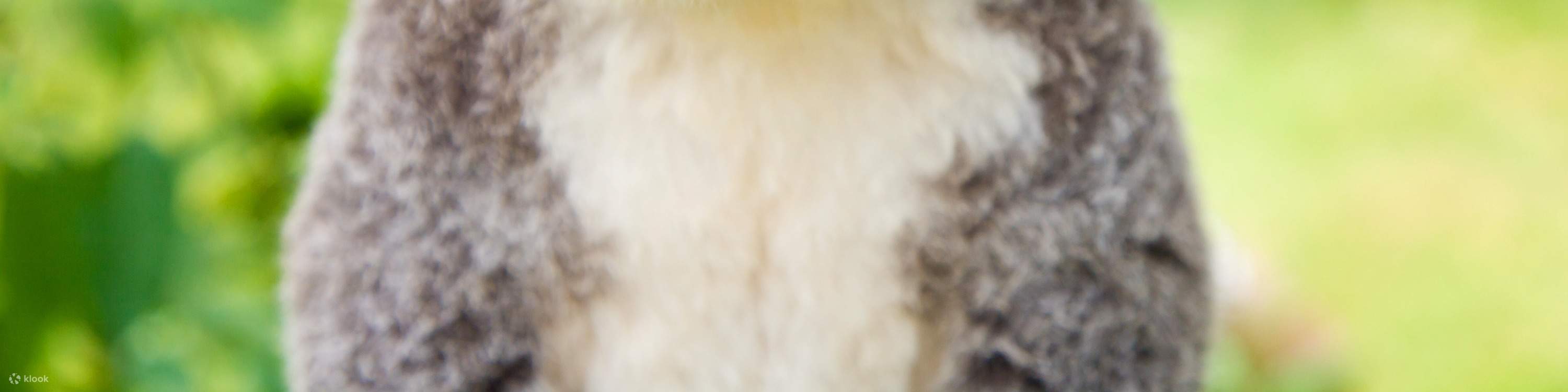 Tour di un giorno a Guangzhou Chimelong (Partenza da Guangzhou / Shenzhen)