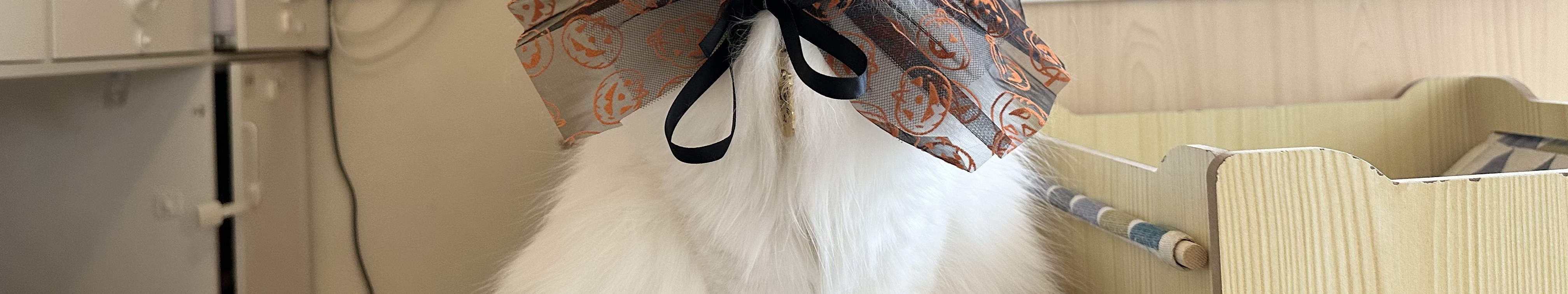 尖沙咀分店貓貓