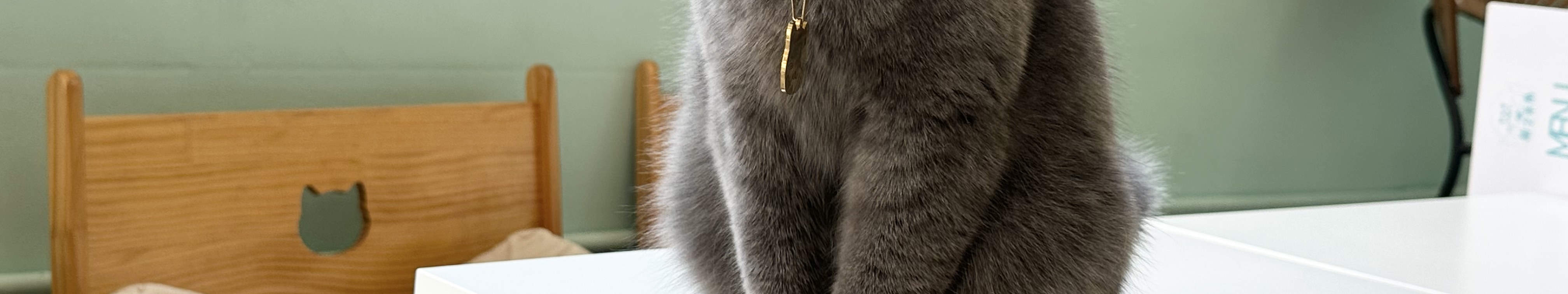 旺角分店猫猫