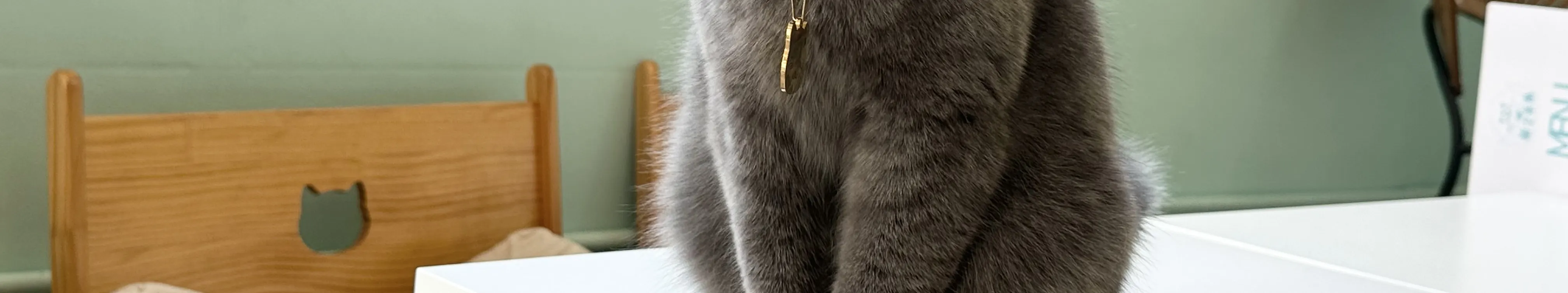 旺角分店猫猫
