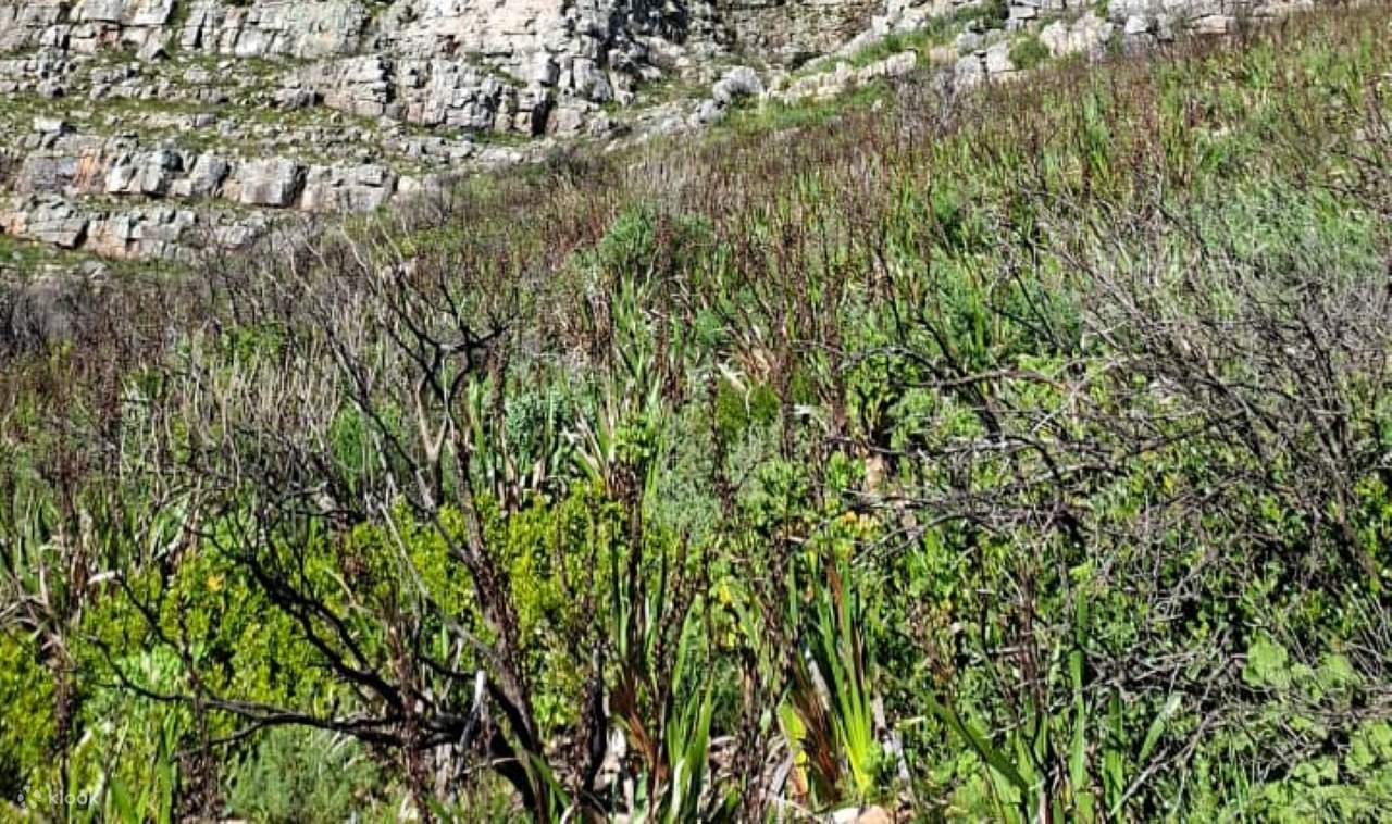 Hike Table Mountain Cape Town Klook