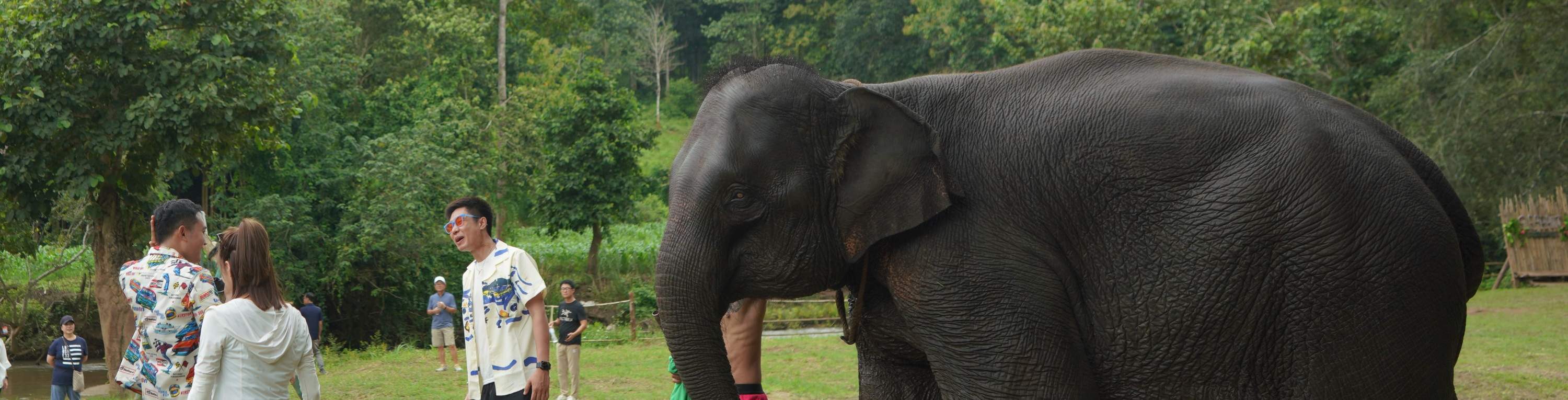 感謝您的參與，其中35%將用於支持大象棲息地、餵養等。