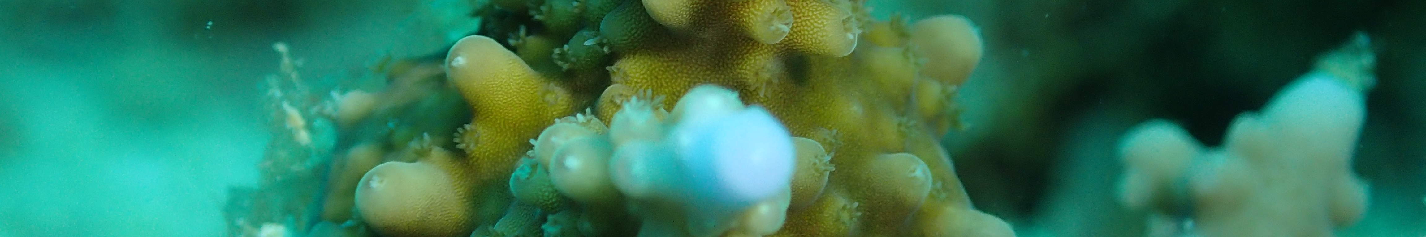 Ocean Quest Naturschutz-Tauchpaket