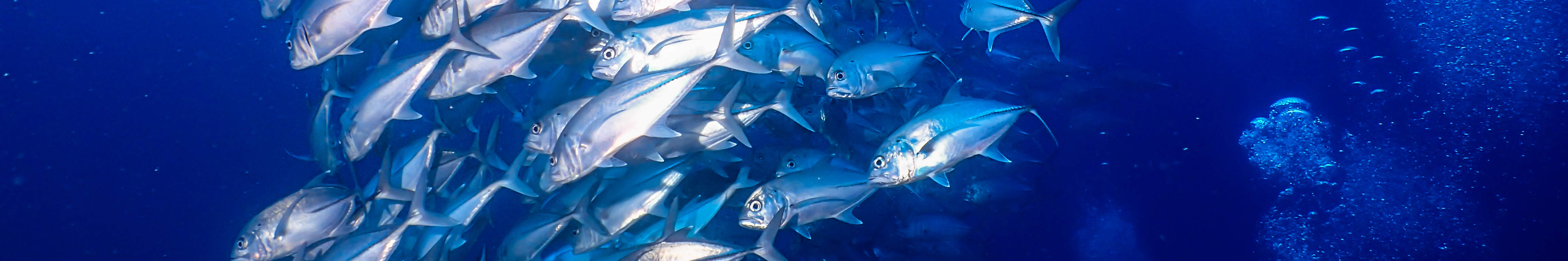 Voyage de plongée amusant