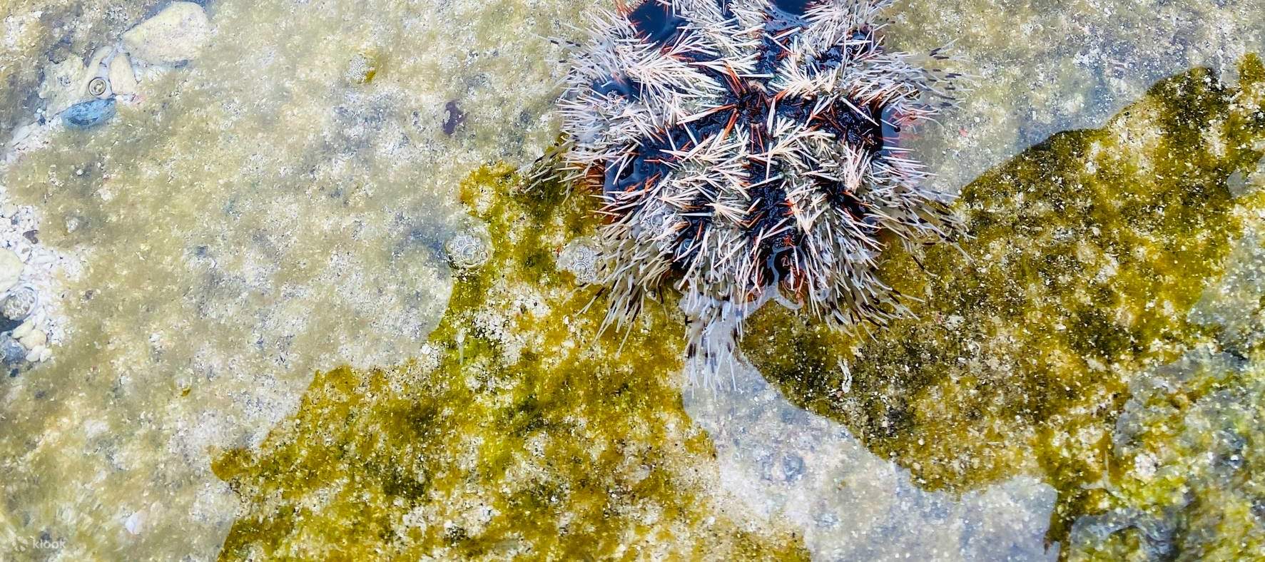 緑島ブルーホール秘境 / 眠れる森の美女古道＋仙人疊石シュノーケリング / 潮間帯ツアー
